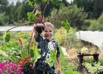 The 2025 Harvest Calendar: Maximizing Yield and Shelf-Life for Carrots and Beetroot