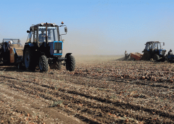 Beyond the Harvest: How Volgograd is Building a Resilient Vegetable Industry with Technology and Storage