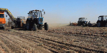 Beyond the Harvest: How Volgograd is Building a Resilient Vegetable Industry with Technology and Storage