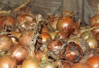 Beyond the Field: How Forward Contracts and State Reserves are Stabilizing Belarus’ Onion Market