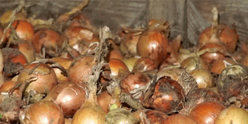 Beyond the Field: How Forward Contracts and State Reserves are Stabilizing Belarus’ Onion Market