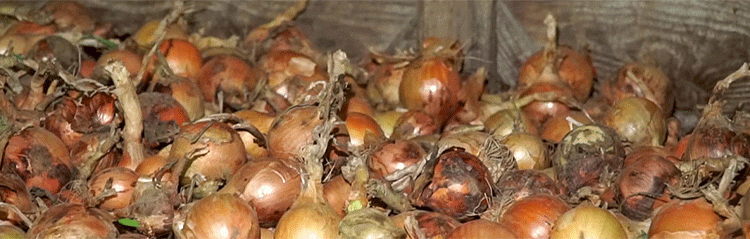 Beyond the Field: How Forward Contracts and State Reserves are Stabilizing Belarus’ Onion Market