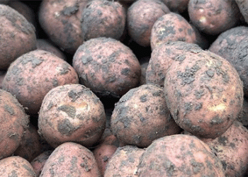 A Bountiful Yet Perilous Harvest: Kurzeme’s Potato Storage Dilemma