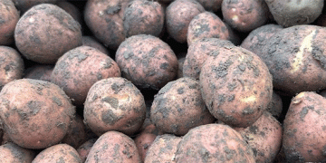 A Bountiful Yet Perilous Harvest: Kurzeme’s Potato Storage Dilemma