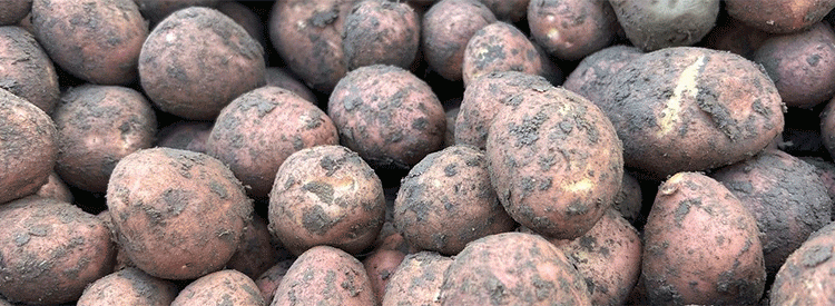 A Bountiful Yet Perilous Harvest: Kurzeme’s Potato Storage Dilemma