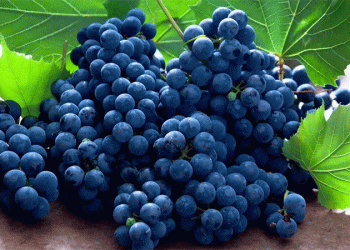 Beyond Traditional Crops: How Peru’s $220M Agricultural Export Surge to Mexico is Redefining Trade Relationships