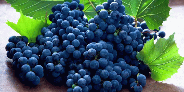 Beyond Traditional Crops: How Peru’s $220M Agricultural Export Surge to Mexico is Redefining Trade Relationships