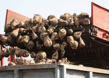 Belarus Harvest 2024: Strong Yields for Sugar Beet and Cereals Amid Strategic Focus on Winter Sowing