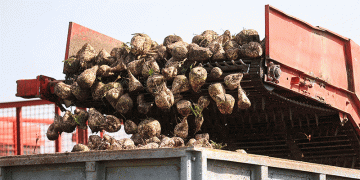 Belarus Harvest 2024: Strong Yields for Sugar Beet and Cereals Amid Strategic Focus on Winter Sowing