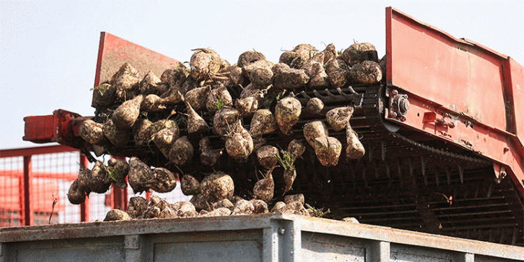 Belarus Harvest 2024: Strong Yields for Sugar Beet and Cereals Amid Strategic Focus on Winter Sowing