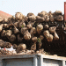 Belarus Harvest 2024: Strong Yields for Sugar Beet and Cereals Amid Strategic Focus on Winter Sowing