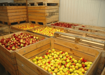 A Cold Chain Breakthrough: How Korean Partnership is Curbing Post-Harvest Loss in Kyrgyzstan