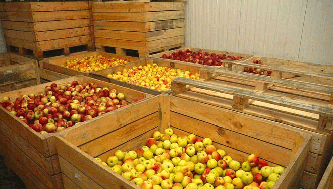 A Cold Chain Breakthrough: How Korean Partnership is Curbing Post-Harvest Loss in Kyrgyzstan