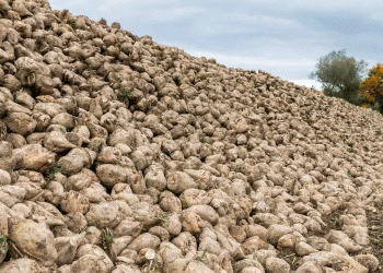 Navigating Risk and Reward: British Sugar’s New Contract Options Reshape Grower Economics