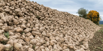 Navigating Risk and Reward: British Sugar’s New Contract Options Reshape Grower Economics