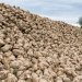 Navigating Risk and Reward: British Sugar’s New Contract Options Reshape Grower Economics