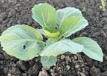 The Great Cabbage Conundrum: Unpacking the 2025 Supply Scare with an Agronomist