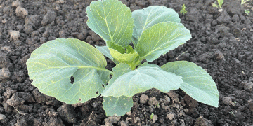 The Great Cabbage Conundrum: Unpacking the 2025 Supply Scare with an Agronomist