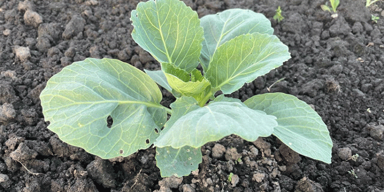 The Great Cabbage Conundrum: Unpacking the 2025 Supply Scare with an Agronomist