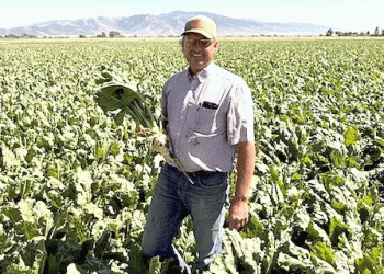 Pacific Northwest Sugar Beets: Record Yield Potential Meets Water Management Challenges