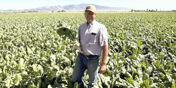 Pacific Northwest Sugar Beets: Record Yield Potential Meets Water Management Challenges