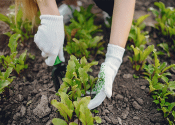 Kuban’s Beet Harvest Surpasses 1.5M Tons: A Deep Dive into Yield Disparities and the Domestic Seed Revolution