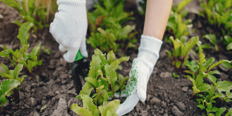 Kuban’s Beet Harvest Surpasses 1.5M Tons: A Deep Dive into Yield Disparities and the Domestic Seed Revolution