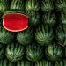 The 475% Markup: Spain’s Watermelon Price Surge Exposes Critical Flaws in Fresh Produce Supply Chains