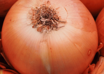 Beyond the Harvest: The Science of Storing Onions for Maximum Shelf Life