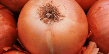Beyond the Harvest: The Science of Storing Onions for Maximum Shelf Life