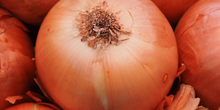 Beyond the Harvest: The Science of Storing Onions for Maximum Shelf Life