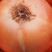 Beyond the Harvest: The Science of Storing Onions for Maximum Shelf Life