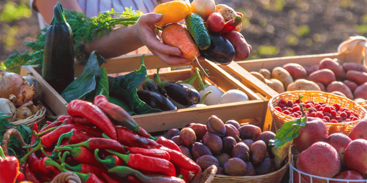 The EU’s 2024 Harvest: A Tale of Rising Vegetables and Shifting Fruit Orchards