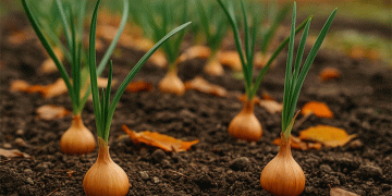 Winter Onions: The Overlooked Strategy for an Earlier, Larger Harvest