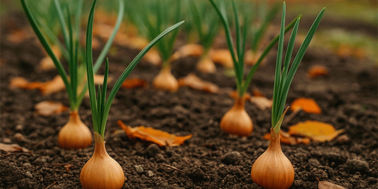 Winter Onions: The Overlooked Strategy for an Earlier, Larger Harvest