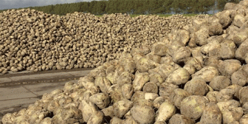 Beyond the Beet Pile: A Deep Dive into Lipetsk’s High-Efficiency Sugar Industry and Its National Impact