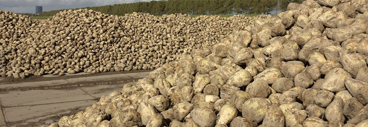 Beyond the Beet Pile: A Deep Dive into Lipetsk’s High-Efficiency Sugar Industry and Its National Impact