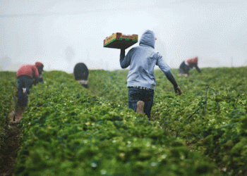 Germany Extends Harvest Help: 90-Day Tax-Free Work Period Set to Address Agricultural Labor Shortages