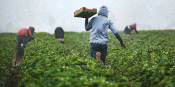 Germany Extends Harvest Help: 90-Day Tax-Free Work Period Set to Address Agricultural Labor Shortages