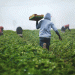 Germany Extends Harvest Help: 90-Day Tax-Free Work Period Set to Address Agricultural Labor Shortages