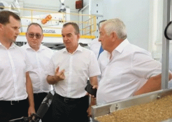 Breaking the Seed Barrier: Kuban’s Ambitious Plan to Achieve Sugar Beet Sovereignty