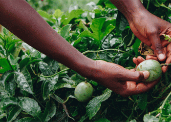 Beyond the Subsidy: Unlocking True Productivity Gains in Ugandan Agriculture