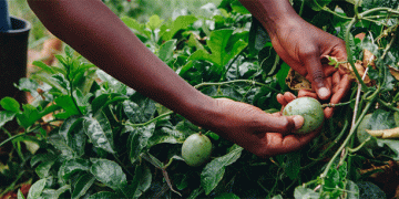 Beyond the Subsidy: Unlocking True Productivity Gains in Ugandan Agriculture