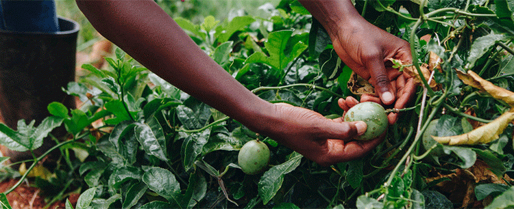 Beyond the Subsidy: Unlocking True Productivity Gains in Ugandan Agriculture
