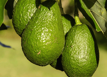 The Blue Gold Fades: Peru’s Avocado and Blueberry Boom Faces Profitability Crossroads