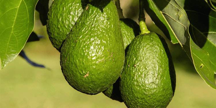 The Blue Gold Fades: Peru’s Avocado and Blueberry Boom Faces Profitability Crossroads