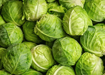 Beyond the Head: Unpacking the Environmental and Agronomic Factors Behind Cabbage Crop Failure