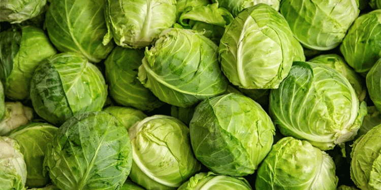 Beyond the Head: Unpacking the Environmental and Agronomic Factors Behind Cabbage Crop Failure