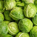 Beyond the Head: Unpacking the Environmental and Agronomic Factors Behind Cabbage Crop Failure