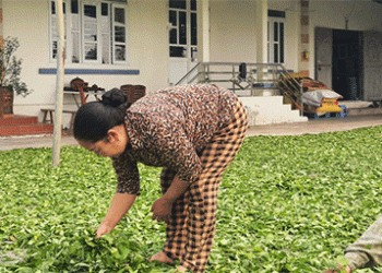 Quang Ninh’s Ecological Agriculture Transition: A Blueprint for Sustainable Value